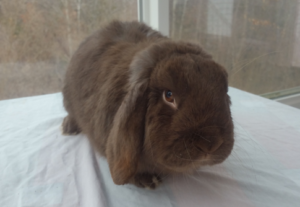 Conan is a beautiful mini-lop rabbit. Photo courtesy of Suzanne Trayhan.