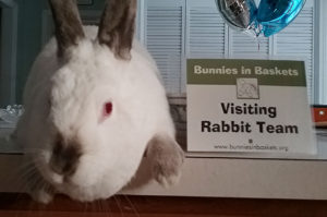 Cali with her official therapy bunny credentials. Photo courtesy of Bernadette Quirk.