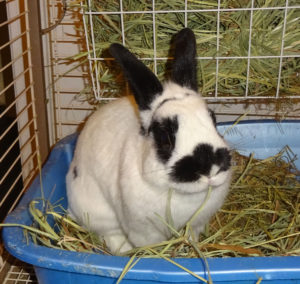 Ollie loves eating hay.