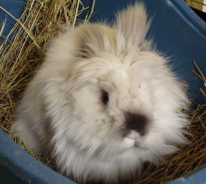 Lionheads’ manes need extra grooming. Photo courtesy of Stacey Paiva.